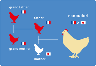 南部どりの祖父母にあたり原種鶏はフランスの赤鶏です。