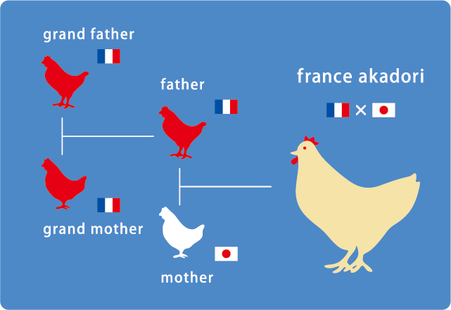 南部どりの祖父母にあたり原種鶏はフランスの赤鶏です。