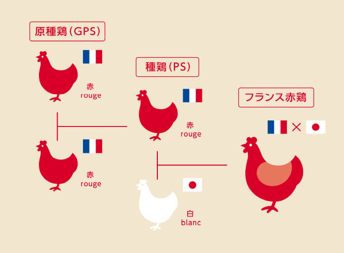 写真:血統を、守り続ける。