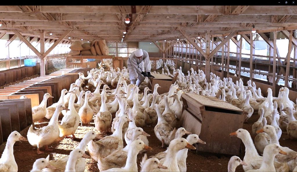 生産者の想い - 飼育の様子